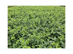 Exotenherz Bodendecker Kriechspindel Euonymus Fortunei Minimus 9cm Topf Set Mit 60 Pflanzen