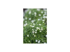 Exotenherz Bodendecker Steingarten Sternmoos Sagina Subulata 9cm Topf Set mit 12 Pflanzen