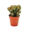 Exotenherz Cereus Peruvianus Monstr. Felsenkaktus im 8,5cm Topf