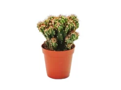 Exotenherz Cereus Peruvianus Monstr. Felsenkaktus im 8,5cm Topf