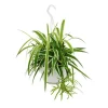 Exotenherz Chlorophytum Grünlilie Ampelpflanze 15cm Topf