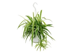 Exotenherz Chlorophytum Grünlilie Ampelpflanze 15cm Topf