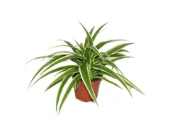 Exotenherz Chlorophytum Grünlilie Brautschleppe 9cm Topf Zimmerpflanze