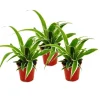 Exotenherz Chlorophytum Mini 3er Set Grünlilie