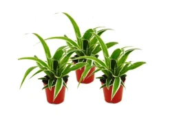 Exotenherz Chlorophytum Mini 3er Set Grünlilie