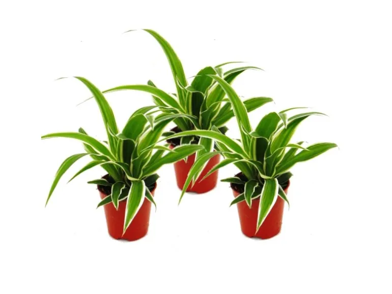 Exotenherz Chlorophytum Mini 3er Set Grünlilie