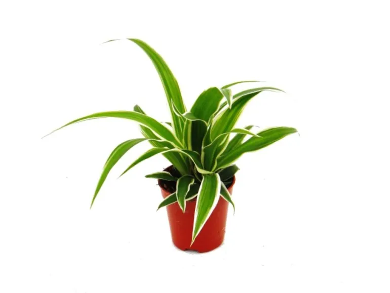 Exotenherz Chlorophytum Mini 3er Set Grünlilie