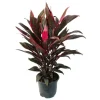 Exotenherz Cordyline Fruticosa Keulenlilie Rot im 19cm Topf