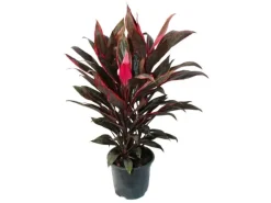 Exotenherz Cordyline Fruticosa Keulenlilie Rot im 19cm Topf