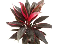 Exotenherz Cordyline Fruticosa Keulenlilie Rot im 19cm Topf