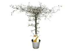 Exotenherz Corokia Cotoneaster Zickzackstrauch Schnurbaum