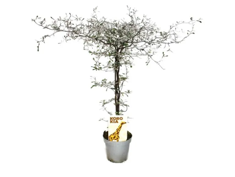 Exotenherz Corokia Cotoneaster Zickzackstrauch Schnurbaum