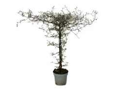 Exotenherz Corokia Cotoneaster Zickzackstrauch Schnurbaum