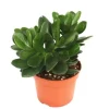 Exotenherz Crassula Portulacea Geldbaum Große Pflanze im 12cm Topf