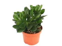 Exotenherz Crassula Portulacea Geldbaum Große Pflanze im 12cm Topf