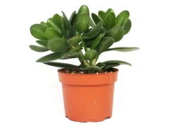 Exotenherz Crassula Portulacea Geldbaum Große Pflanze im 12cm Topf