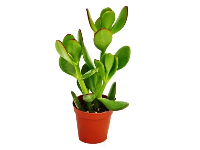 Exotenherz Crassula Portulacea Geldbaum im 8,5cm Topf