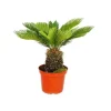 Exotenherz Cycas Revoluta Japanischer Palmfarn im 28cm Topf