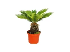 Exotenherz Cycas Revoluta Japanischer Palmfarn im 28cm Topf