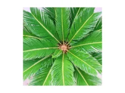 Exotenherz Cycas Revoluta Japanischer Palmfarn im 28cm Topf