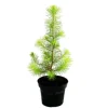 Exotenherz Der Kleinste Weihnachtsbaum Der Welt Mittelmeerkiefer Pinus Pinea Zimmerkiefer 12cm Topf