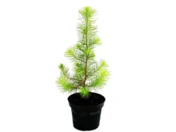 Exotenherz Der Kleinste Weihnachtsbaum Der Welt Mittelmeerkiefer Pinus Pinea Zimmerkiefer 12cm Topf