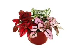 Exotenherz Dreifarbige Punktblume Hypoestes Phyllostachya 12cm Topf mit Drei Verschiedenen Farben