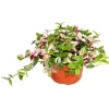 Exotenherz Dreimasterblume Tradescantia Quadricolor Pflegeleichte Hängende Zimmerpflanze 12cm Topf