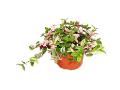 Exotenherz Dreimasterblume Tradescantia Quadricolor Pflegeleichte Hängende Zimmerpflanze 12cm Topf