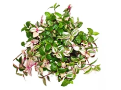 Exotenherz Dreimasterblume Tradescantia Quadricolor Pflegeleichte Hängende Zimmerpflanze 12cm Topf