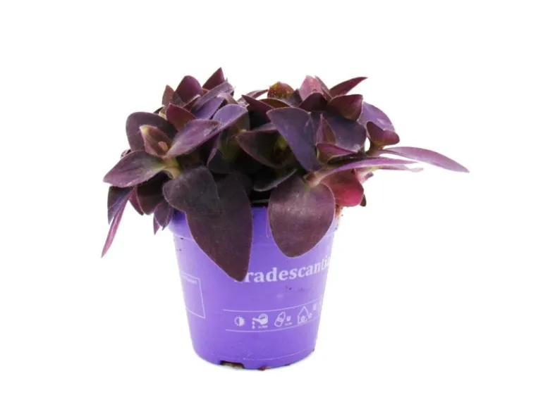 Exotenherz Dreimasterblume Tradescantia Pallida Pflegeleichte Hängende Zimmerpflanze 12cm Topf Lila