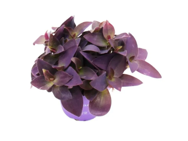 Exotenherz Dreimasterblume Tradescantia Pallida Pflegeleichte Hängende Zimmerpflanze 12cm Topf Lila