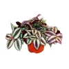 Exotenherz Dreimasterblume Tradescantia Zebrina Pflegeleichte Hängende Zimmerpflanze 12cm Topf