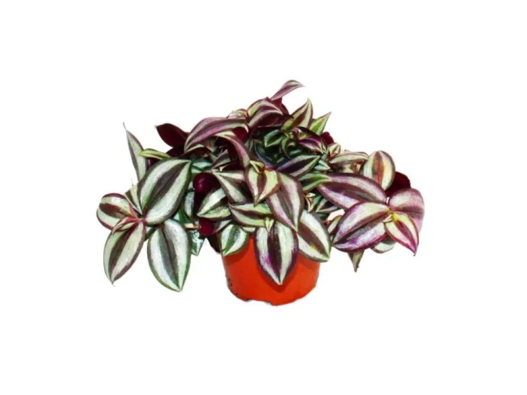 Exotenherz Dreimasterblume Tradescantia Zebrina Pflegeleichte Hängende Zimmerpflanze 12cm Topf