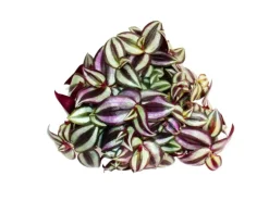 Exotenherz Dreimasterblume Tradescantia Zebrina Pflegeleichte Hängende Zimmerpflanze 12cm Topf