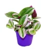 Exotenherz Dreimasterblume Tradescantia Nanouk Pflegeleichte Hängende Zimmerpflanze 9cm Topf Pink