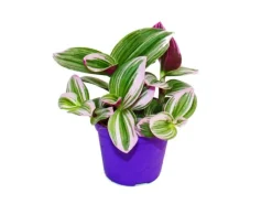 Exotenherz Dreimasterblume Tradescantia Nanouk Pflegeleichte Hängende Zimmerpflanze 9cm Topf Pink