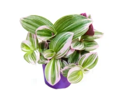 Exotenherz Dreimasterblume Tradescantia Nanouk Pflegeleichte Hängende Zimmerpflanze 9cm Topf Pink