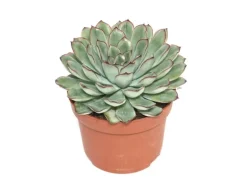 Exotenherz Echeveria Pulidonis Grosse Pflanze im 12cm Topf