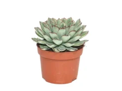 Exotenherz Echeveria Pulidonis Grosse Pflanze im 12cm Topf