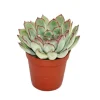 Exotenherz Echeveria Pulidonis Kleine Pflanze im 5,5cm Topf