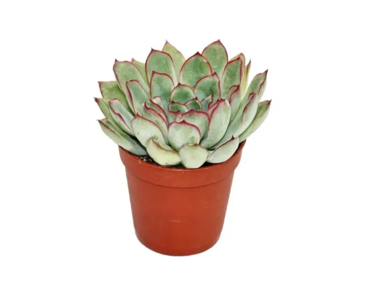 Exotenherz Echeveria Pulidonis Kleine Pflanze im 5,5cm Topf