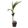 Exotenherz Echte Kokospalme Cocos Nucifera mit Echter Kokosnuss 19cm Topf ca. 100cm Hoch