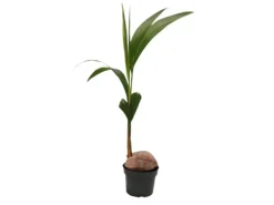 Exotenherz Echte Kokospalme Cocos Nucifera mit Echter Kokosnuss 19cm Topf ca. 100cm Hoch