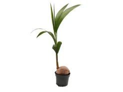 Exotenherz Echte Kokospalme Cocos Nucifera mit Echter Kokosnuss 19cm Topf ca. 100cm Hoch
