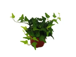 Exotenherz Efeu Hedera 9cm Topf Zimmerpflanze