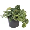 Exotenherz Efeutute Scindapsus Pictus Arguraeus 12cm Topf