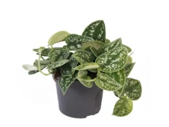 Exotenherz Efeutute Scindapsus Pictus Arguraeus 12cm Topf