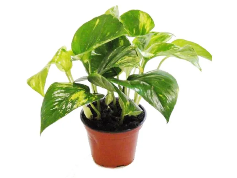 Exotenherz Efeutute Scindapsus Epipremnum 12cm Topf Zimmerpflanze