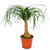 Exotenherz Elefantenfuss Zimmerpflanze ca. 35cm